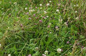 Legume fallow mixtures